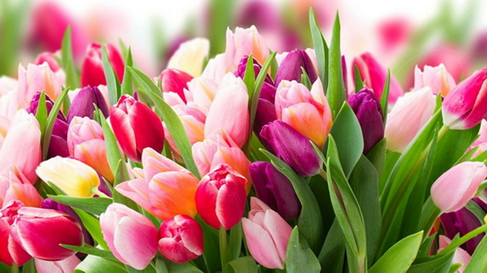 Дорогие женщины! Поздравляю вас с Международным женским днём!