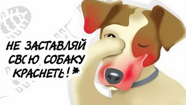 Памятка о выгуле собак