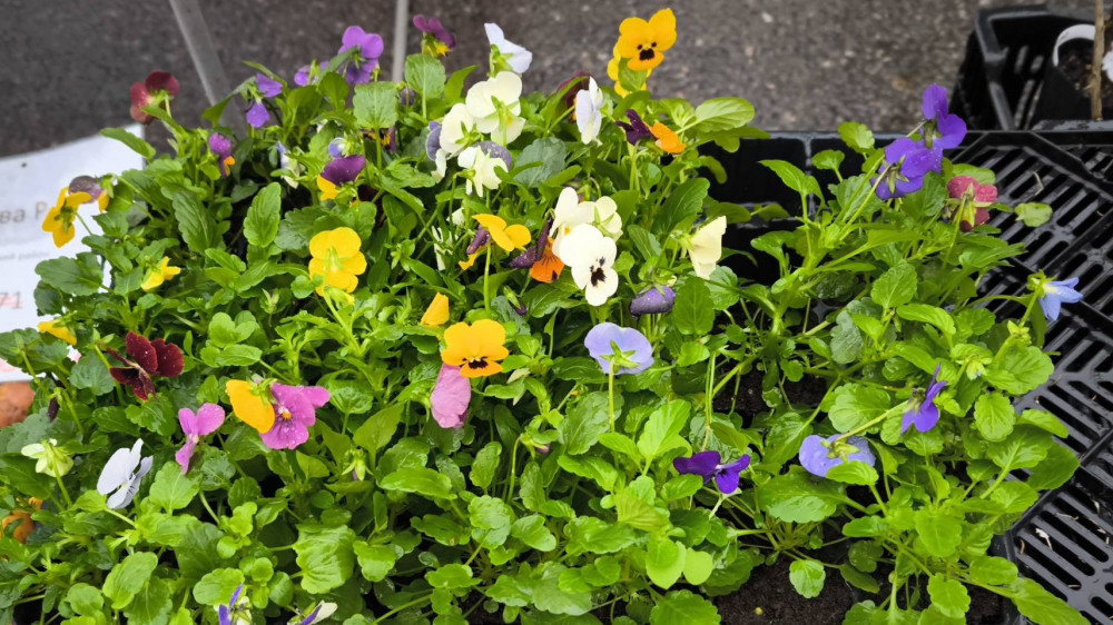 Состоялась традиционная сельскохозяйственная ярмарка